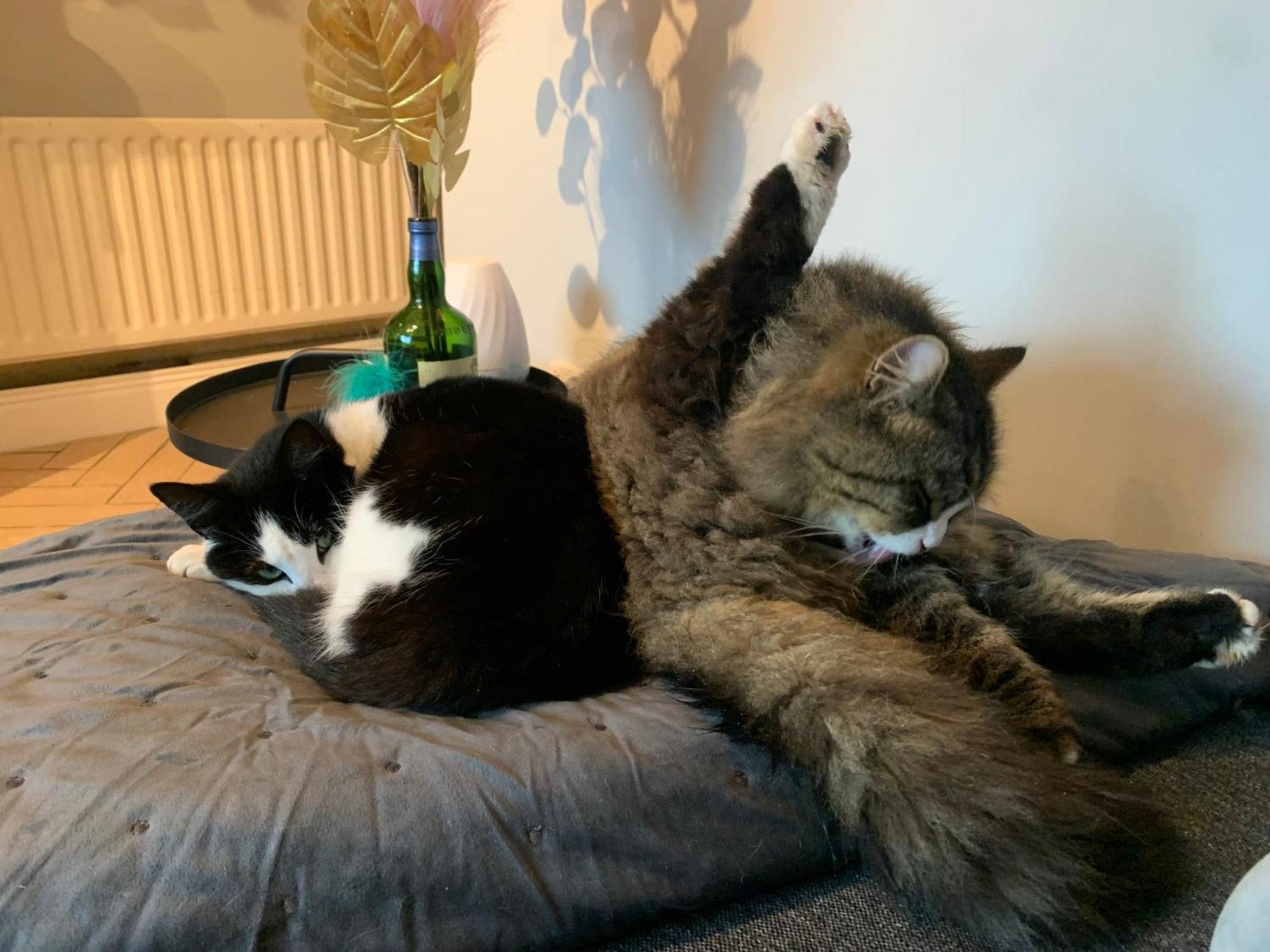 Wake Up With 2 Cats On Your Face Dublin Exterior foto